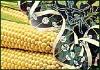 Стандарты для генетически модифицированных зерновых культур